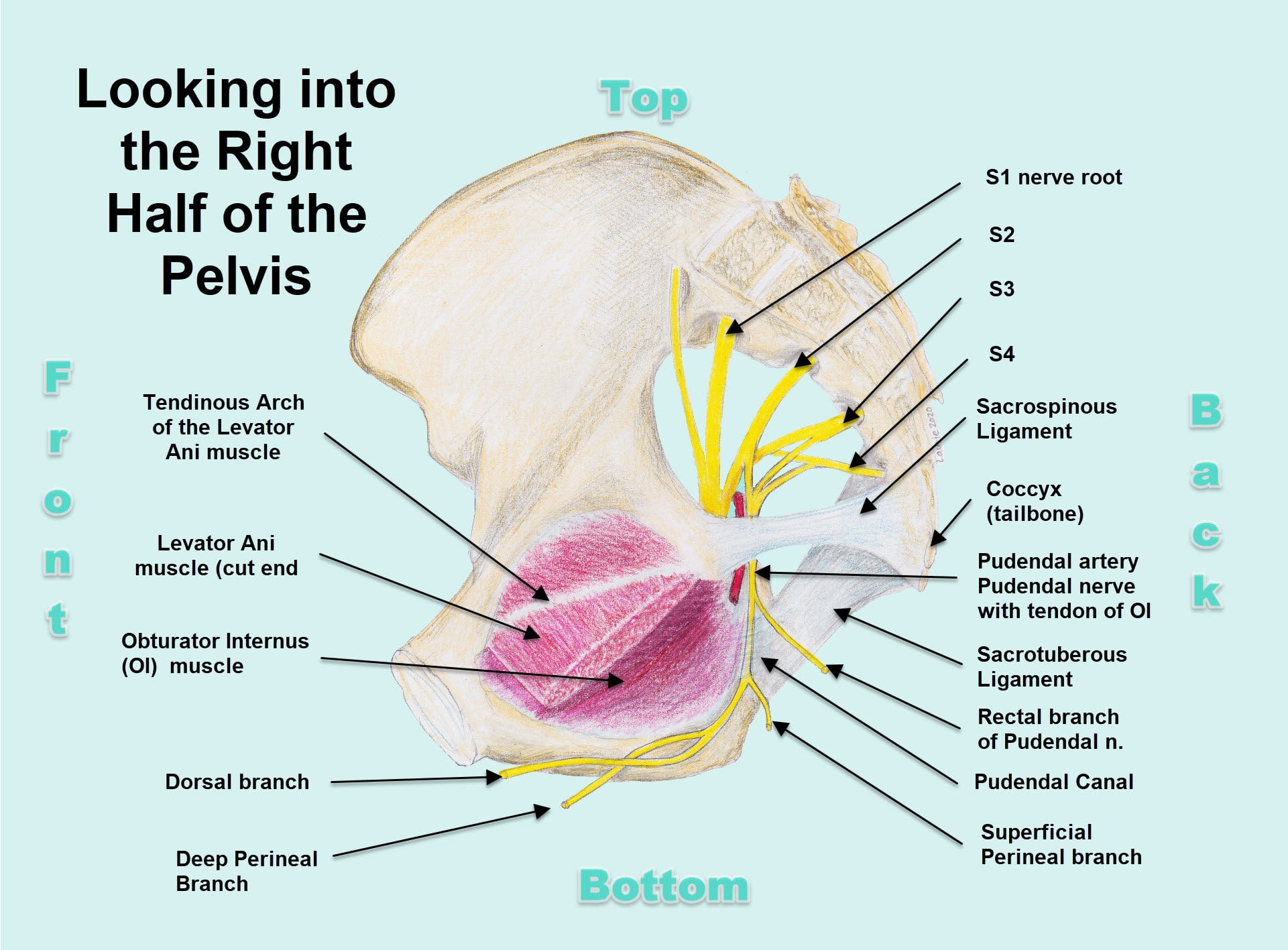 PUDENDAL NERVE NEUROPATHY - Innovative Therapy Canada