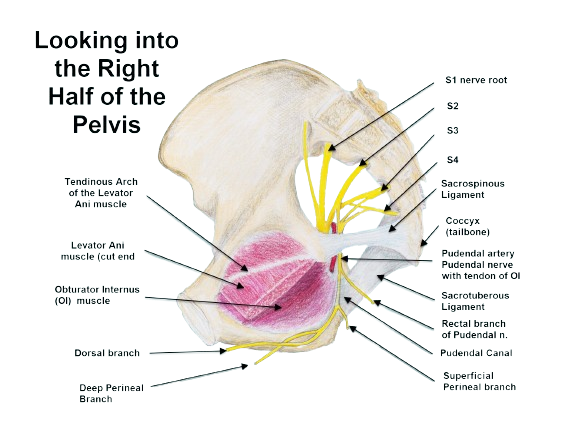 Pudendal Nerve Neuropathy Treatment Innovative Therapy Canada 